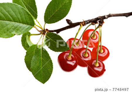 Close up of red cherry branch Close up of red cherry branch 7748497