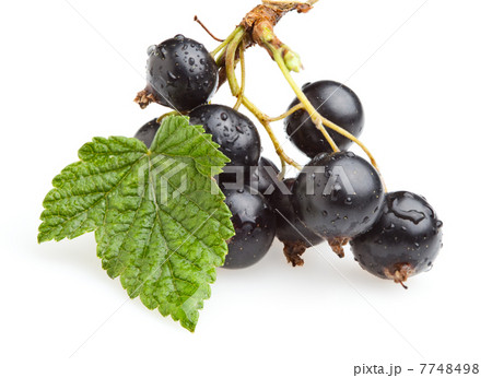 Bunch of black currant berries 7748498