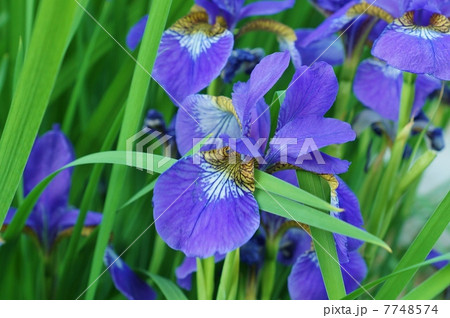 初夏の花・花弁の付け根に綾目模様のあるアヤメの花・横位置 7748574