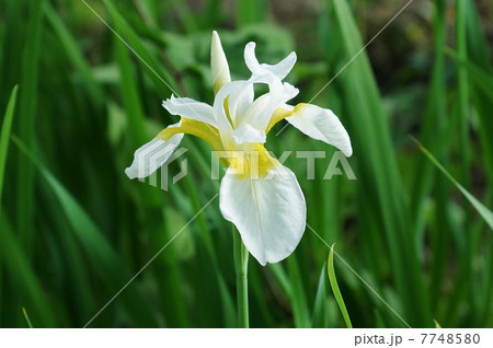 初夏の花・綾目模様のない白花アヤメの花・横位置 7748580