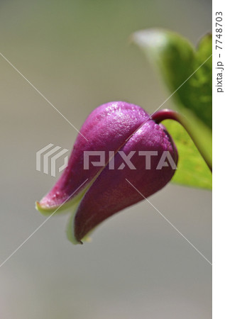 クレマチス クレマチス 7748703