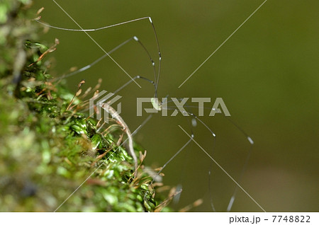 ザトウムシ 7748822