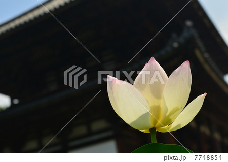喜光寺 7748854