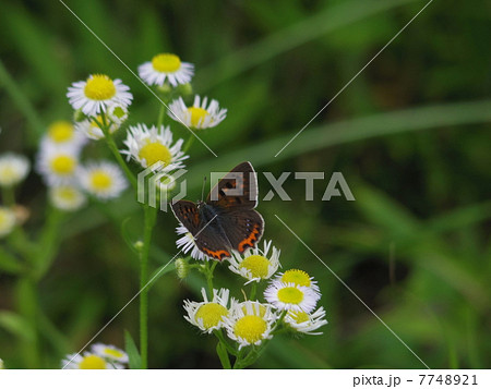 ヒメジョオンの花に止まるベニシジミ(横位置) ヒメジョオンの花に止まるベニシジミ(横位置) 7748921