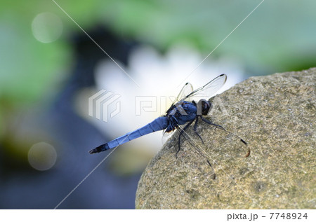 喜光寺の睡蓮とシオカラトンボ 7748924