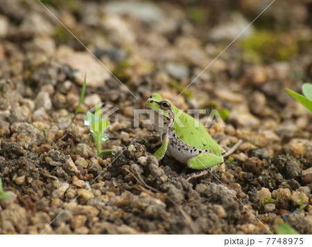 路傍に思案する雨蛙のクローズアップ（左向き） 7748975