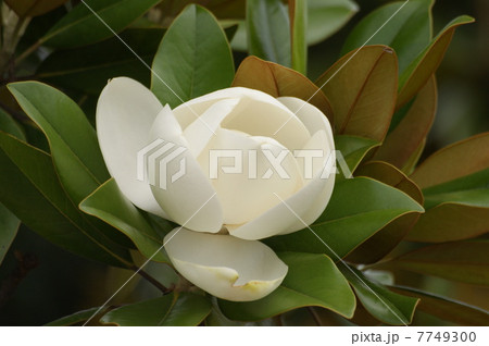 タイサンボク タイサンボク 7749300