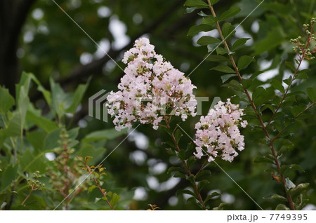 サルスベリ サルスベリ 7749395