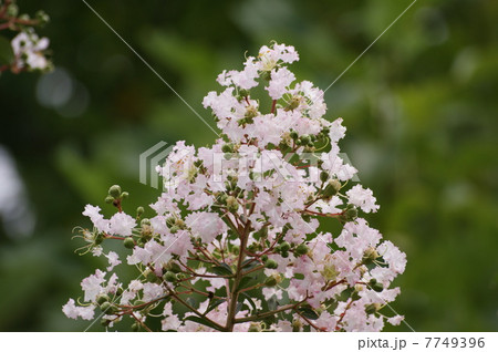 サルスベリ 7749396