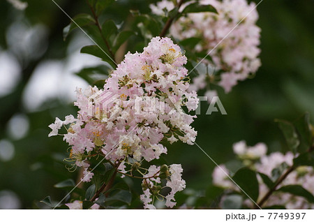 サルスベリ サルスベリ 7749397