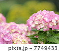 あじさい 7749433