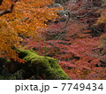 紅葉 7749434