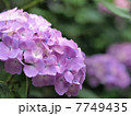 あじさい 7749435