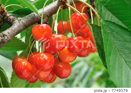 @紅秀峰 @紅秀峰 7749579