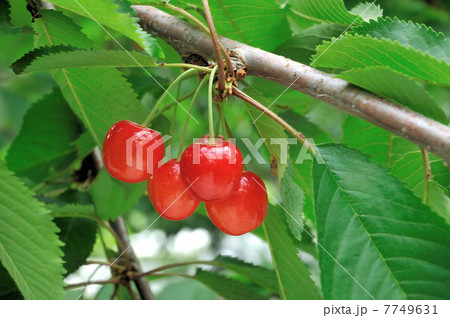 ＠佐藤錦 7749631