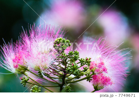 合歓の木 合歓の木 7749671