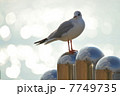 ユリカモメ 7749735