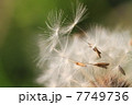 旅立ち 7749736