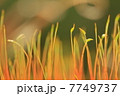 苔の語らい 7749737