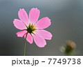 秋桜 7749738