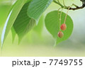恥じらうように 7749755