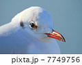 見つめられて 7749756