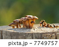 キノコの村 7749757