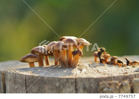 キノコの村 7749757