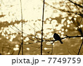 穏やかな日々 7749759