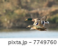 君といつまでも 7749760