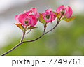 三姉妹 7749761