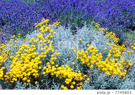 サントリナ サントリナ 7749803