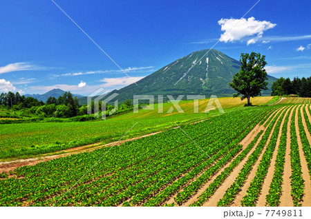 夏空と羊蹄山 7749811
