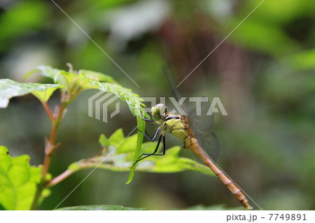 トンボ トンボ 7749891