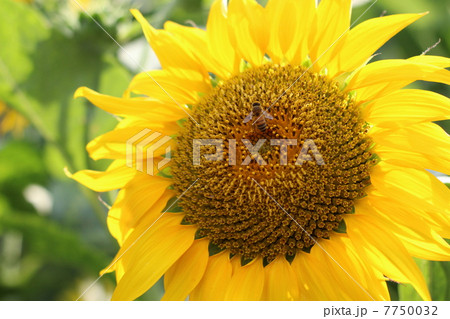 ひまわり ひまわり 7750032