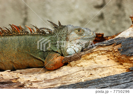 イグアナ 7750296