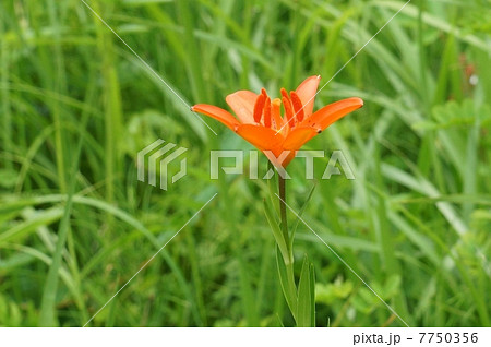 絶滅危惧の進む野の花・鮮やかな朱紅色のヒメユリの花一輪・横位置 7750356