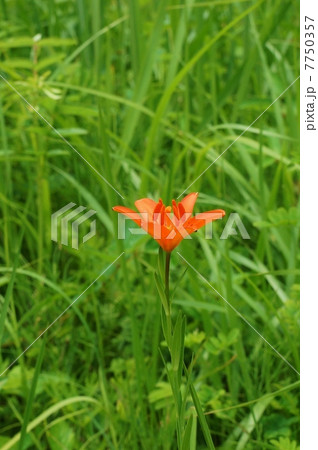 絶滅危惧の進む野の花・鮮やかな朱紅色のヒメユリの花一輪・上部縦位置 絶滅危惧の進む野の花・鮮やかな朱紅色のヒメユリの花一輪・上部縦位置 7750357