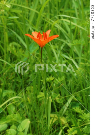 絶滅危惧の進む野の花・鮮やかな朱紅色のヒメユリの花一輪・縦位置 絶滅危惧の進む野の花・鮮やかな朱紅色のヒメユリの花一輪・縦位置 7750358