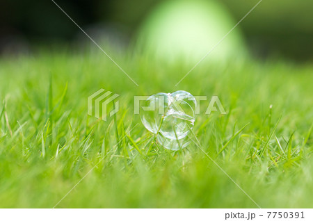 芝生の上のシャボン玉 芝生の上のシャボン玉 7750391
