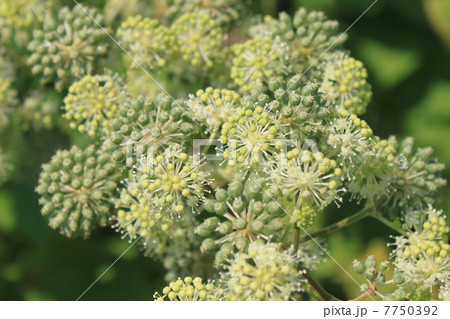 ウドの蕾・実・花 7750392