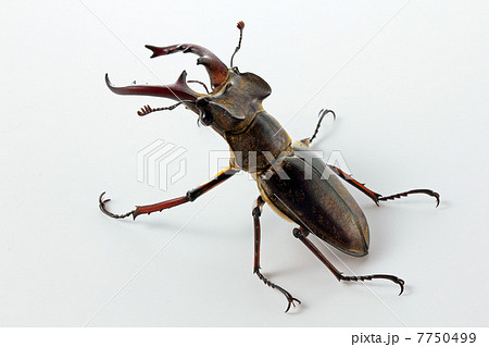 ミヤマクワガタ 7750499