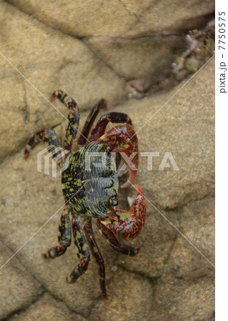 イワガニ lined shore crab イワガニ lined shore crab 7750575
