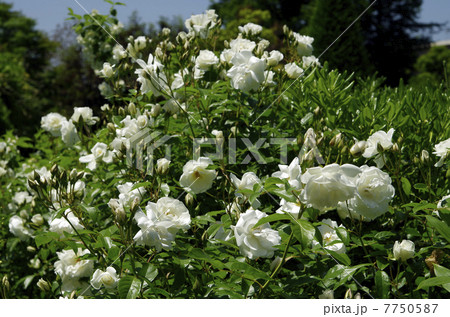 アイスバーグ 7750587