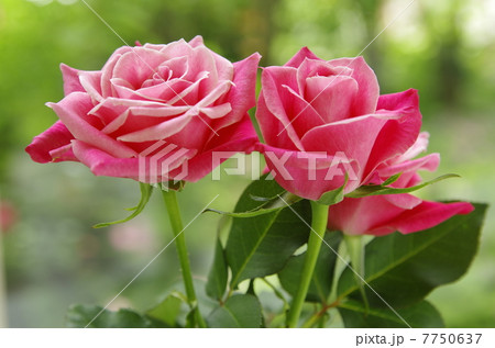 タージマハル タージマハル 7750637