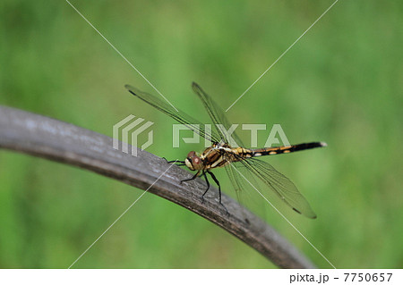 シオカラトンボ シオカラトンボ 7750657