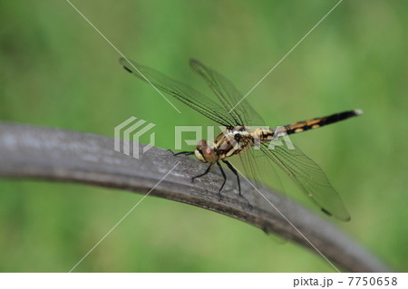 シオカラトンボ 7750658