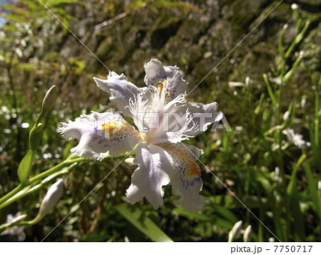 伊豆・河津七滝に咲くシャガ 7750717