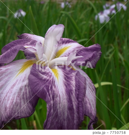 花菖蒲 7750758