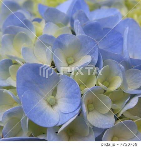 紫陽花 紫陽花 7750759